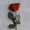 ari_david
